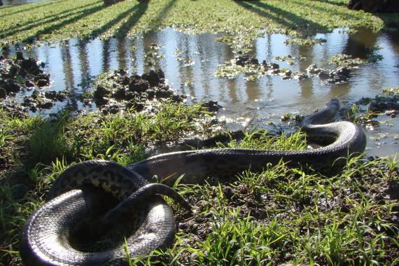 The yellow anaconda in its natural habitat. Credit: Mariano Barros