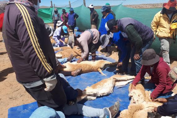 Shearing the vicuna.