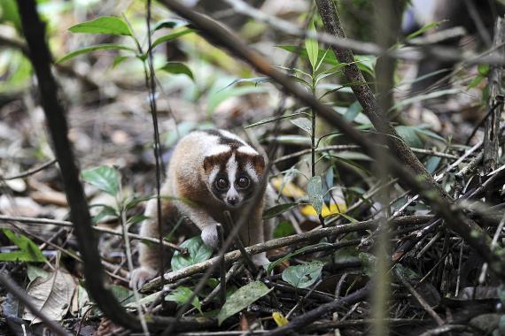 Javan slow loris