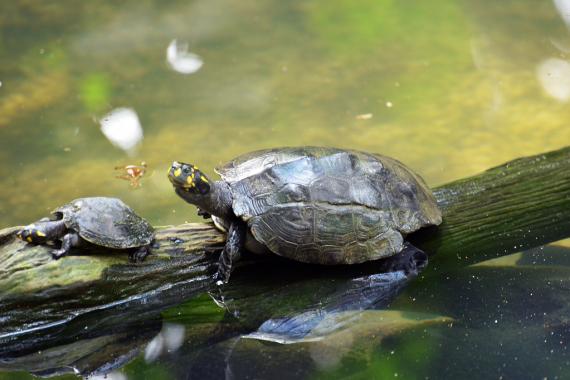 Amazon Yellow-spotted River Turtle.