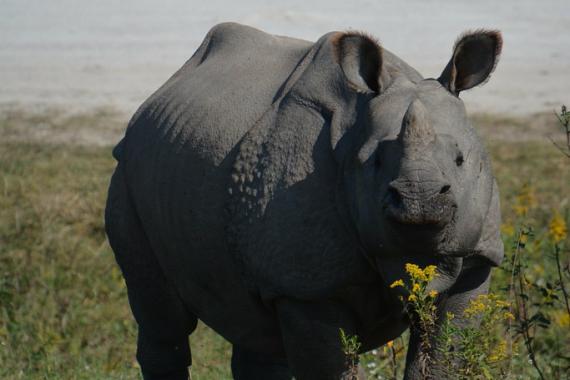 Greater One-horned Asian Rhino