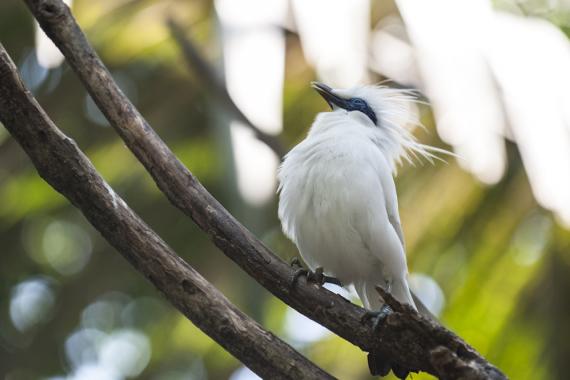 A Bali Myna