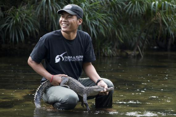 Releasing Siamese crocodile into the wild. Credit: Jeremy Holden - FFI