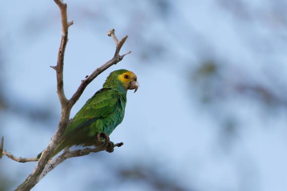 Yellow-shouldered Amazon in Macanao Peninsula, Venezuela. Photo by Bruno García