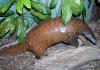 A photo of a Giant pangolin