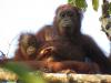 Bornean orangutans from the Orangutan Conservation Programme