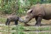 A female Sumatran rhinocerus nuzzling her four-day old offspring