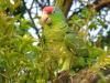 Red-Crowned Amazon (Amazona viridigenalis). Credit: IGOBA / Francisco Javier Sahagún Sánchez