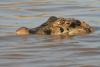 Black alligator in Lake Cuniã. Credit: Joilson Barros