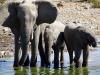 Elephants drinking.