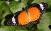 Butterfly on a leaf.