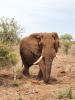 Elephant in Tanzania.