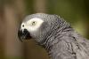 African grey parrot