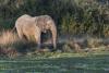 Tuskless bull elephant in South Luangwa, Zambia