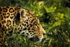 Jaguar in forest.