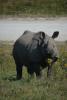 Greater One-horned Asian Rhino