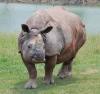 Greater One-Horned Asian Rhino.