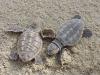 Loggerhead sea turtle hatchlings