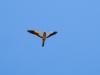 Amur falcon taken in Bangalore, India.