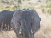 African elephant, Kenya. 