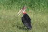 "Marabou Storks in Akagera National Park in Rwanda" by johncooke is licensed under CC BY 2.0