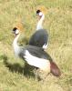 Grey-crowned Cranes on some grass.