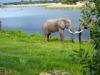 Elephants in Zimbabwe. 