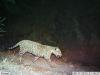 Camera trap image of a jaguar.