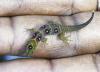 Union Island Gecko (Gonatodes daudini). Photo by Jenny Daltry, FFI