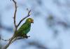 Yellow-shouldered Amazon in Macanao Peninsula, Venezuela. Photo by Bruno García